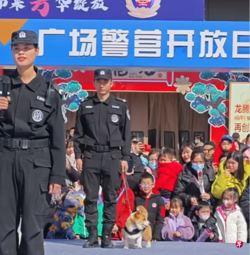 中国首只柯基警犬亮相 腿短可搜索车底与狭窄空间