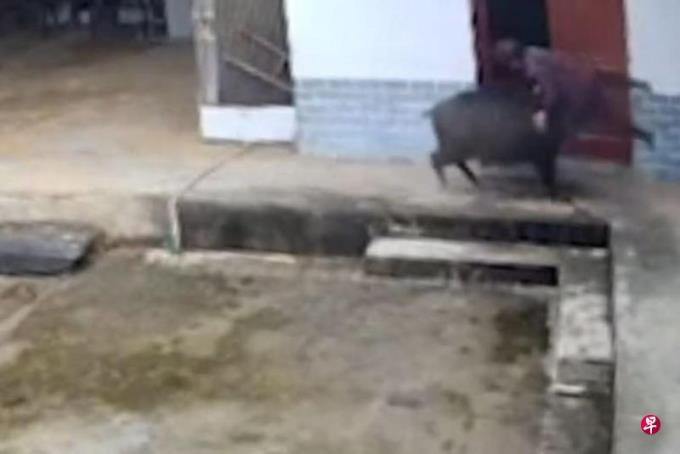 陕西野猪闯民居攻击老人 伤者失血过度当场死亡