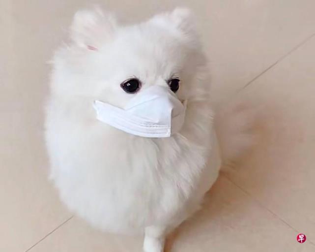 下午察:广州毒狗事件背后的隐形恶意