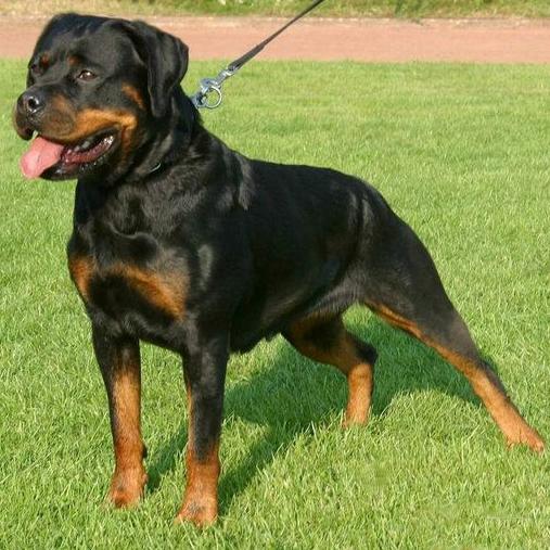 罗威纳犬属于大型犬,体重可超过50公斤,因警惕性高和攻击性强,常被用作护卫犬和警犬。罗威纳犬在四川绵阳被定为禁养犬种,在成都却未被禁养(互联网)