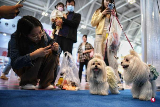 下午察:从罗威纳咬人到流浪狗被捕杀