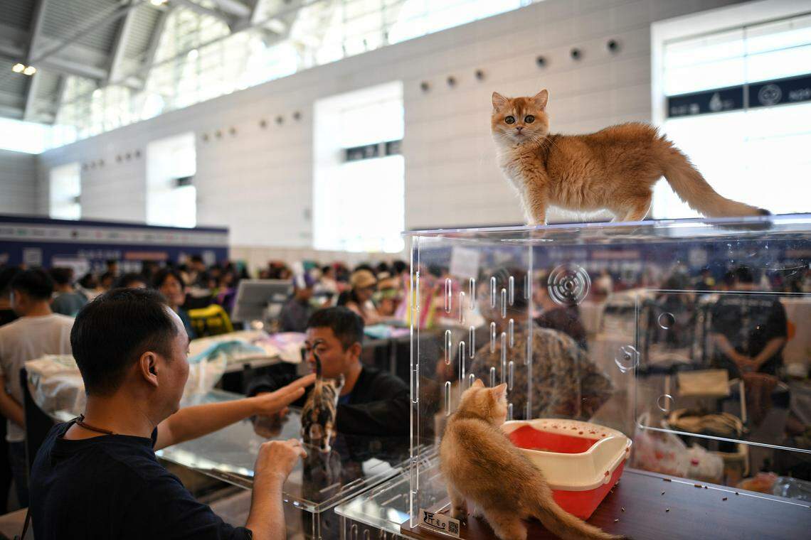 中国国宠物消费市场近年来蓬勃发展,有咨询机构预计,可能在五年内突破万亿元人民币规模。图为2023天津国际宠物产业博览会上展出的宠物猫。(中新社)
