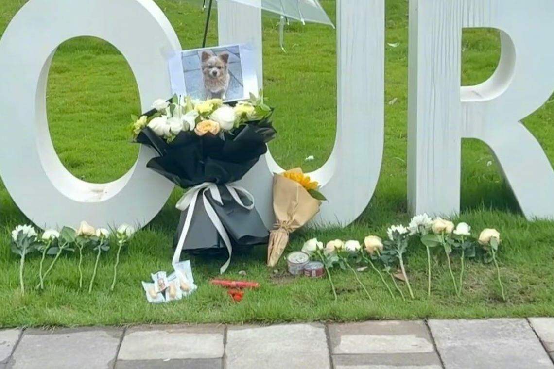 重庆对外经贸学院学生在校内为死去的流浪狗“小黄”献花纪念。(互联网)