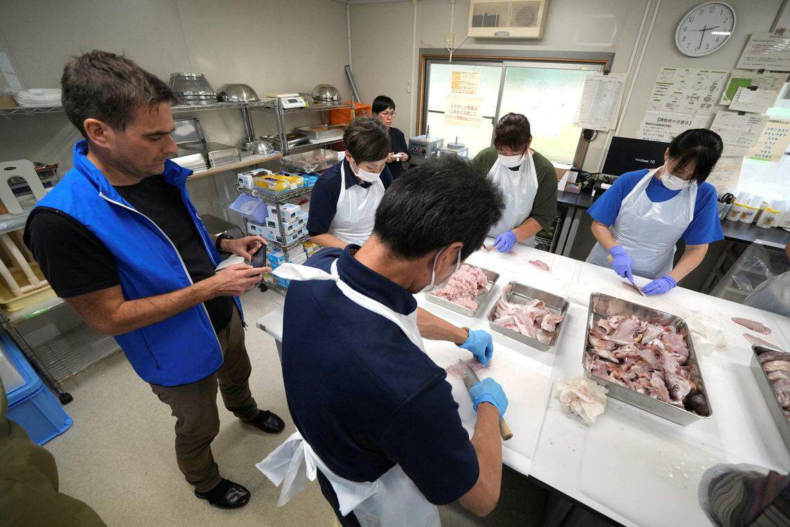 日媒称,日中极有可能建立一个框架协商福岛核处理水排放问题,为解除日本海鲜进口禁令铺路。图为国际原子能机构专家小组10月20日在福岛海洋生态研究所视察鱼类样本放射性检测分析。(路透社)