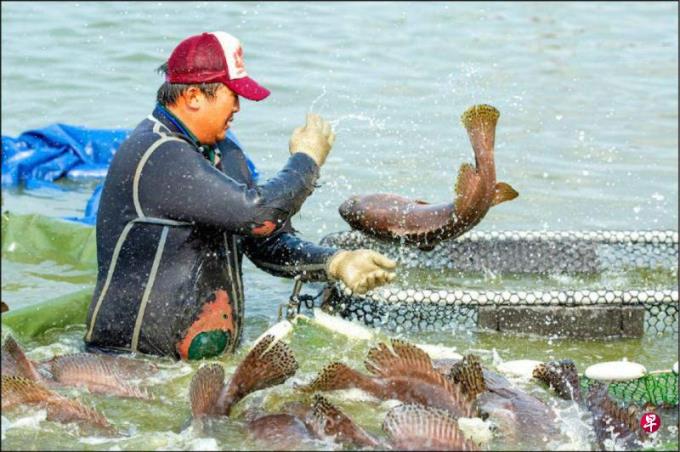 中国大陆恢复输入台湾石斑鱼 软硬两手策略推进两岸协商