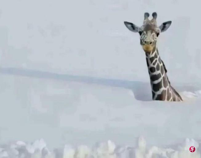 烟台动物园只剩长颈鹿露个头? 园方:早就躲在暖气房