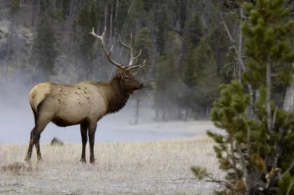 美国黄石公园检测出“僵尸鹿”病 未来不排除传人风险
