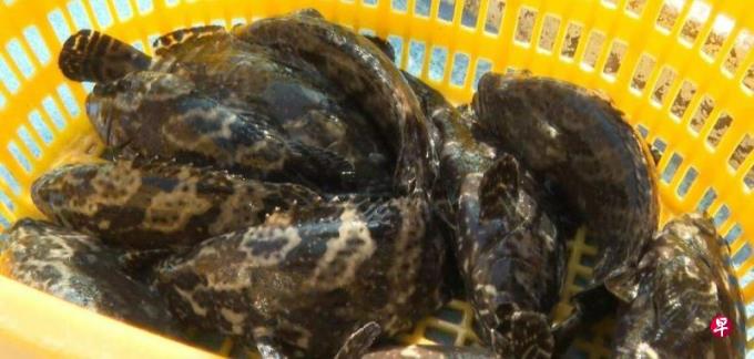 首批台湾石斑鱼今运抵福建东山港