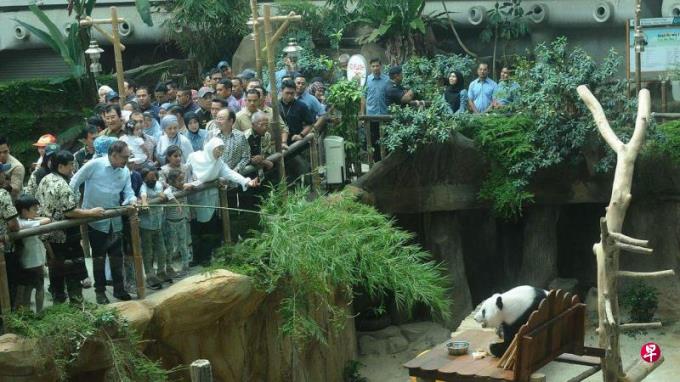 马国将向中国要求延长大熊猫租借期