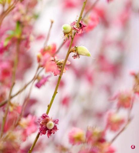 港礼宾府桃花连续两年结果 特首:好兆头又出现