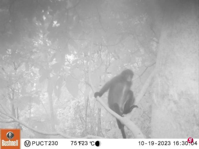 严孟达:莱佛士叶猴的非一般惊喜