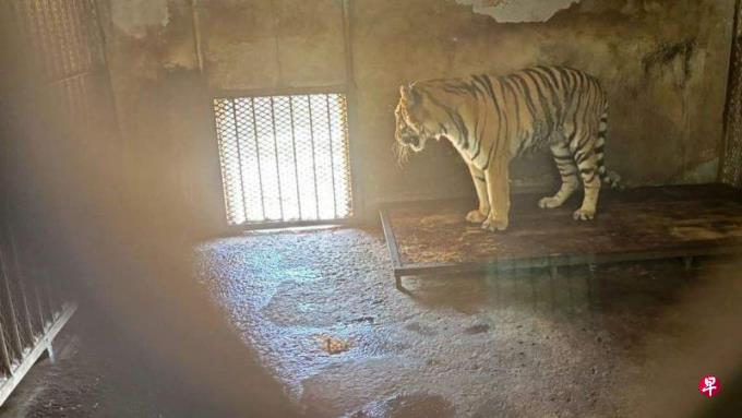 安徽动物园20只东北虎死亡 当地成立调查组