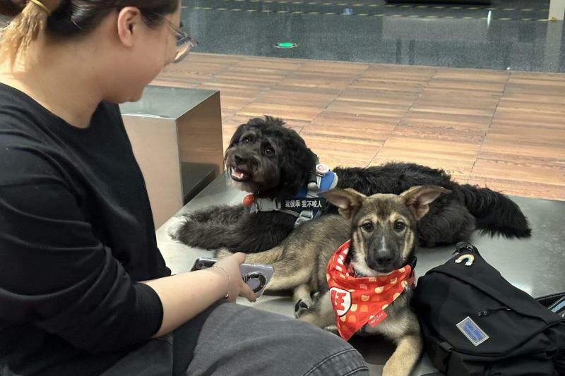 深圳本地人易可每天下班后,都会带着四岁大的雪纳瑞混血狗和四个月大的德牧犬混血狗到“一个公园”散步,让它们与其他狗社交。(林煇智摄)