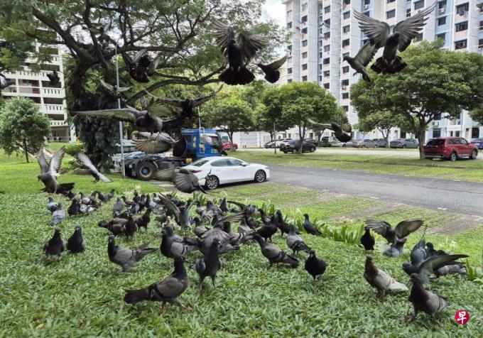 社论:有效杜绝鸟患的挑战