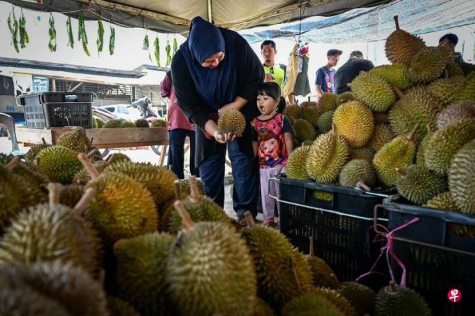 马国新鲜榴梿最快9月或10月运往中国