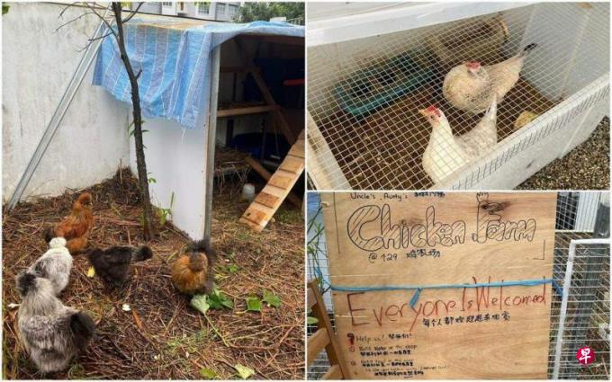 陈凯松:组屋“养鸡场”