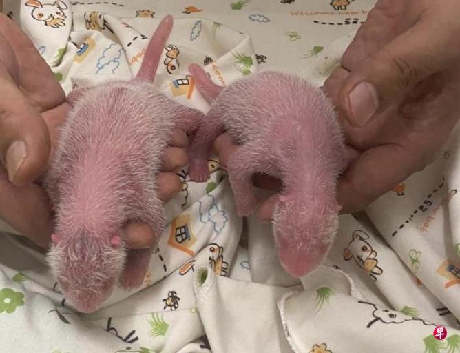 香港大熊猫双胞胎最快明年2月与公众见面