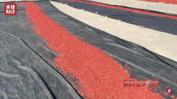 中国“毒枸杞”遭曝光 甘肃靖远:成立调查组彻查
