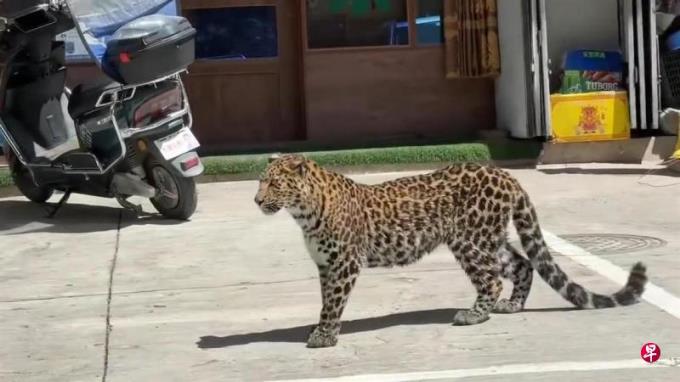 四川县城出现野生金钱豹引民众围观