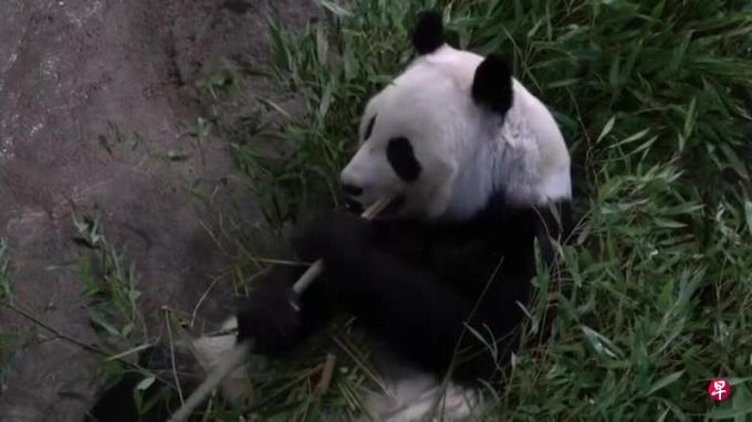 芬兰动物园无力负担饲养费 提早八年将两大熊猫送回中国