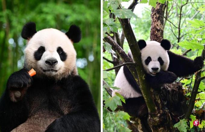 北京赠港大熊猫抵达香港