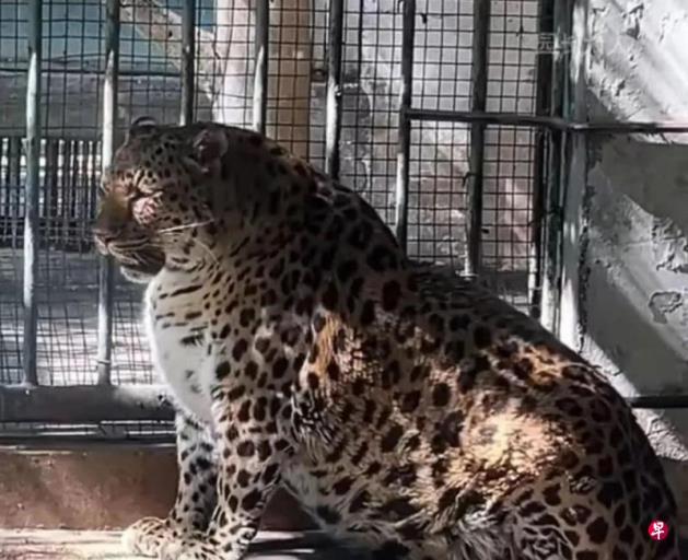 动物体型肥胖 四川一动物园被调侃“模范养猪基地”