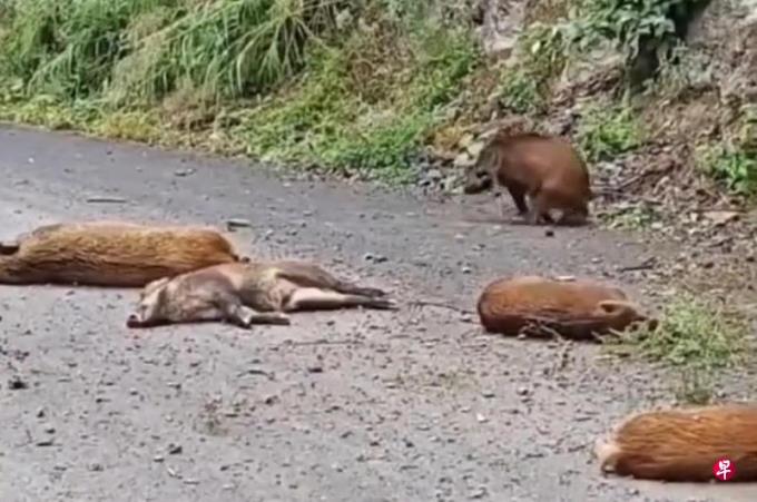 女子云南驾车突遇野猪百米悬崖摔落 五头死亡