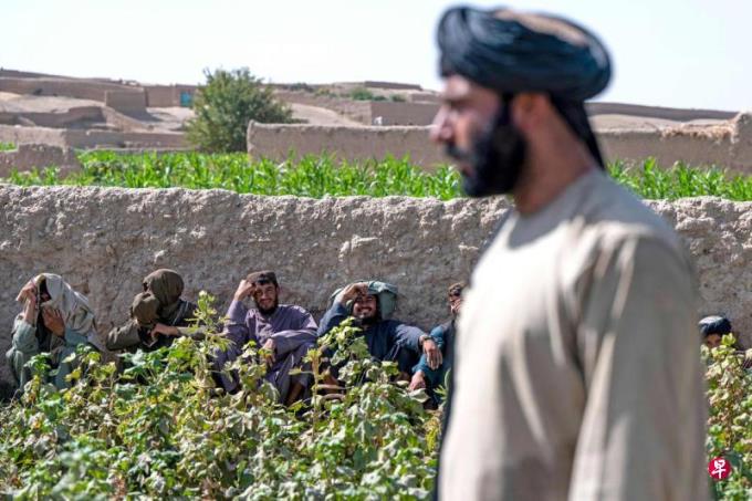 阿富汗鸦片种植面积出现反弹