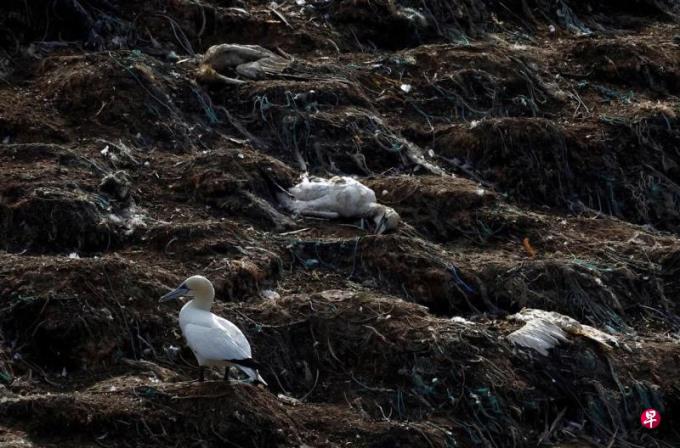 研究:美感染禽流感实际人数可能远超官方统计