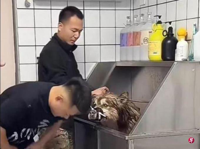 下午察:千万网红靠虐狗发家?