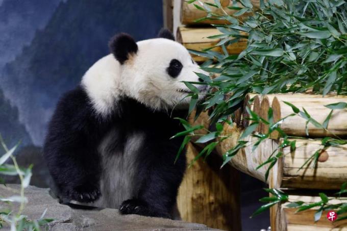 【图集】中国旅美大熊猫“宝力”“青宝”与民众见面