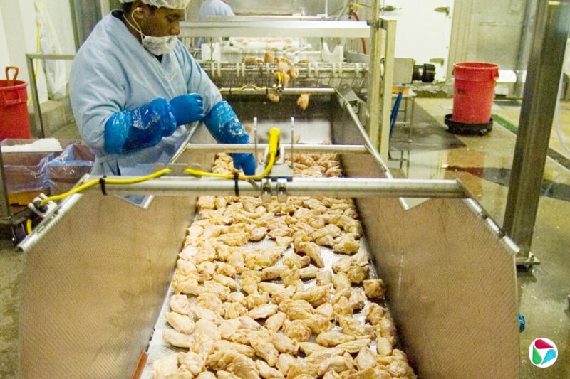 美国阿肯色州斯普林代尔一家工厂的工人在检查鸡翅的质量。中国对鸡肉等美国农产品加征15%的关税。