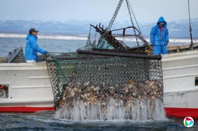 日本扇贝被中国封关因祸得福 扩大欧美东南亚市场