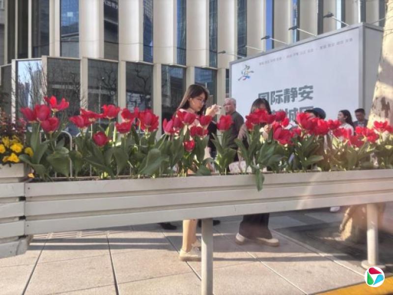 黎康:上海的郁金香开了