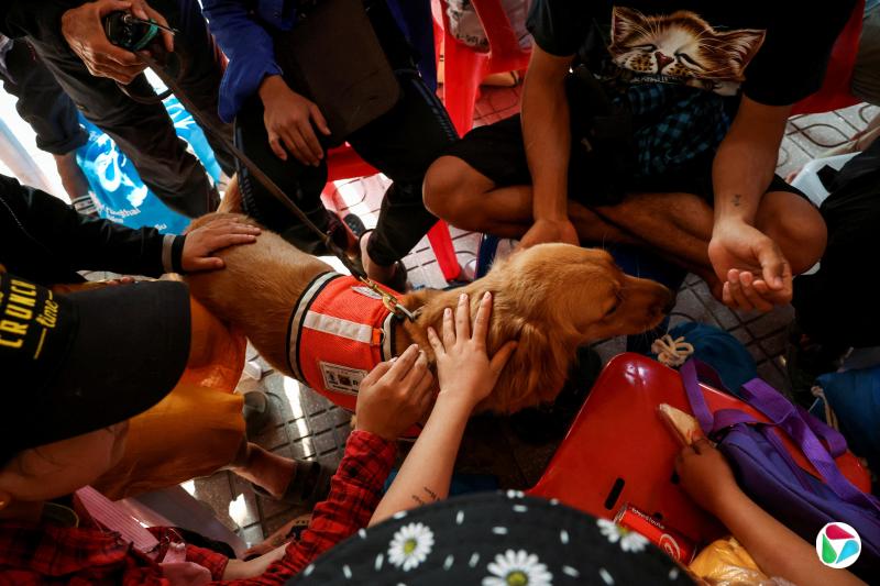 4月1日,泰国曼谷大楼倒塌事故的搜救行动仍在继续,来自缅甸的移民工人抚摸泰国K9 USAR的一条搜救犬。(路透社)