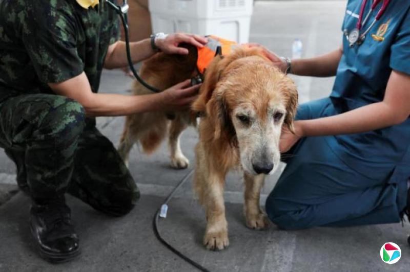 搜救犬换角色 安慰曼谷大楼倒塌失联者家属