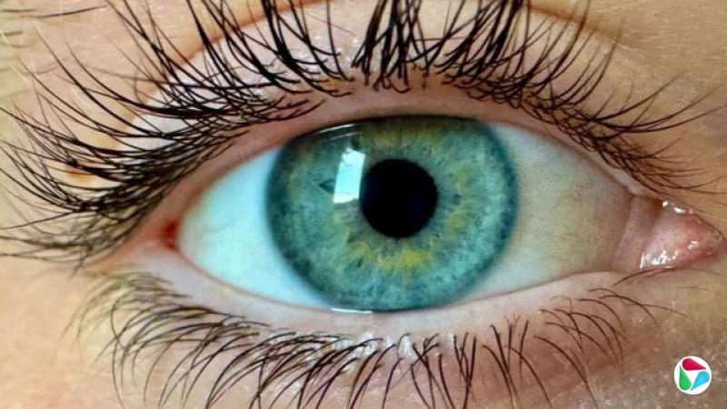 特写画面:一只绿色虹膜与黑色睫毛的人眼。