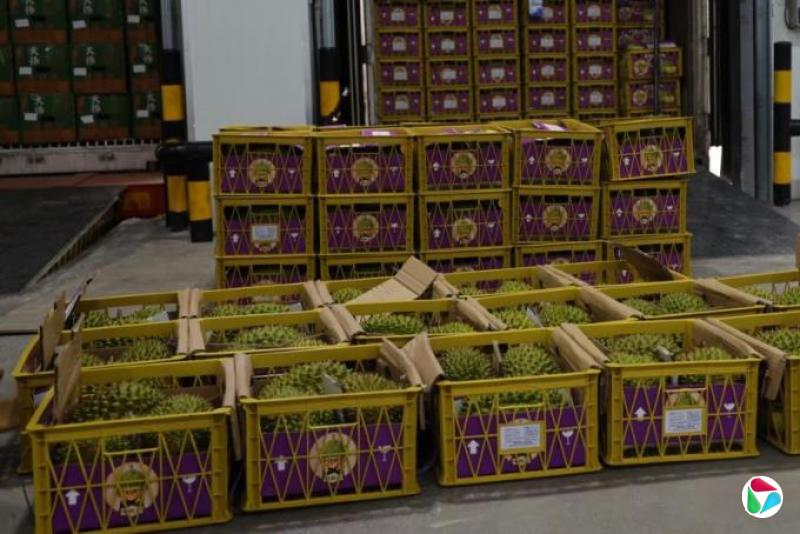 中国特稿:榴梿飘香驱散昔日硝烟 云南两县走向乡村振兴