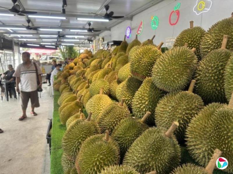 为杜绝外地冒牌货 槟城推出榴梿智能溯源系统