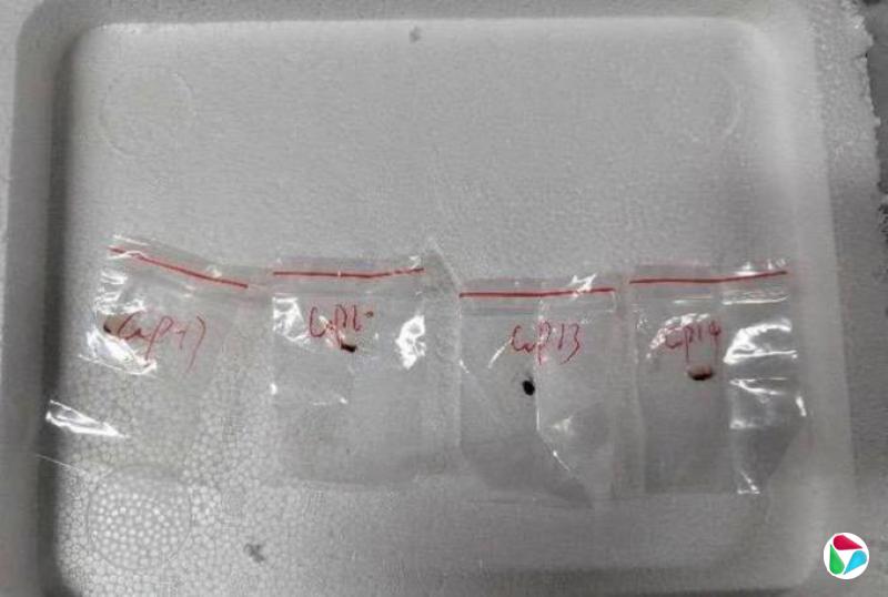 美指控中国研究人员走私危险真菌引质疑 中领馆批政治操弄