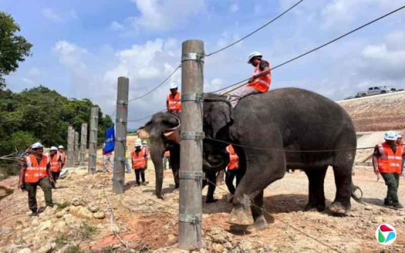 林方彪:野生动物保育考验马国执法决心