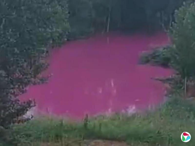 河南洛阳马屯村出现粉色水塘 官方称将排查河道两岸企业