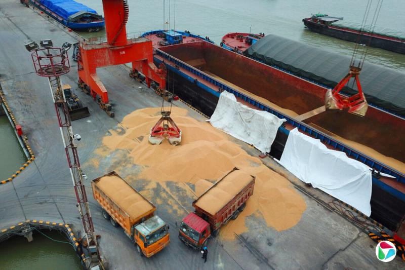 中国东部某港口正在卸载来自巴西的大豆。过去十年,中巴贸易额大约翻了一番。