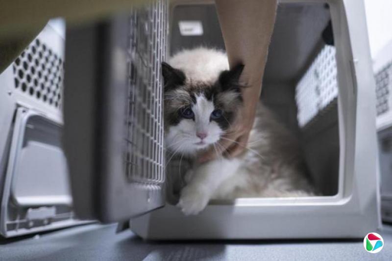 下午察:虐猫者还能上岸吗?