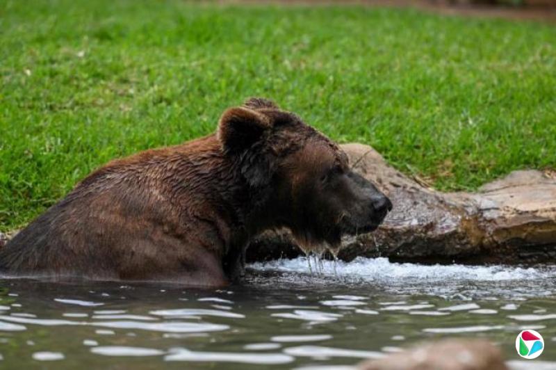 日本北海道首次发布“棕熊警报”