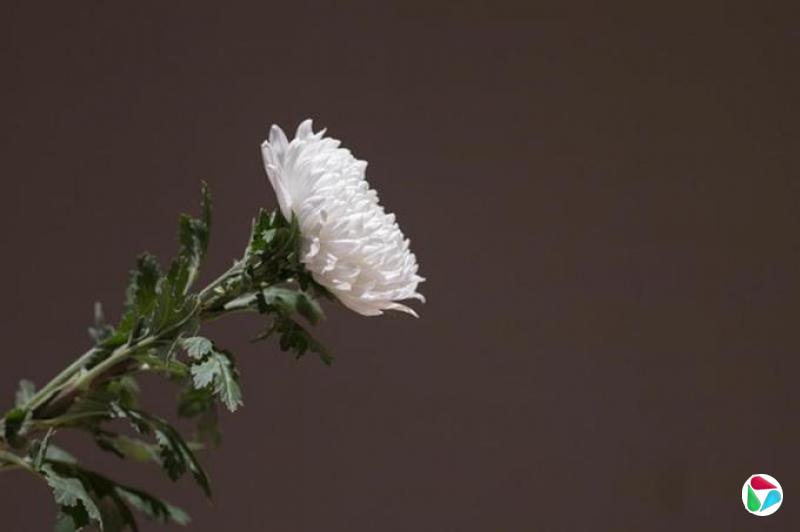 黄浩宁:好好活着 好好道别