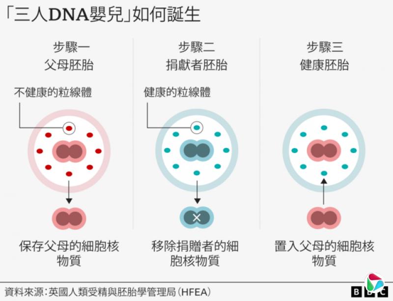 图表:“三人DNA婴儿”如何诞生