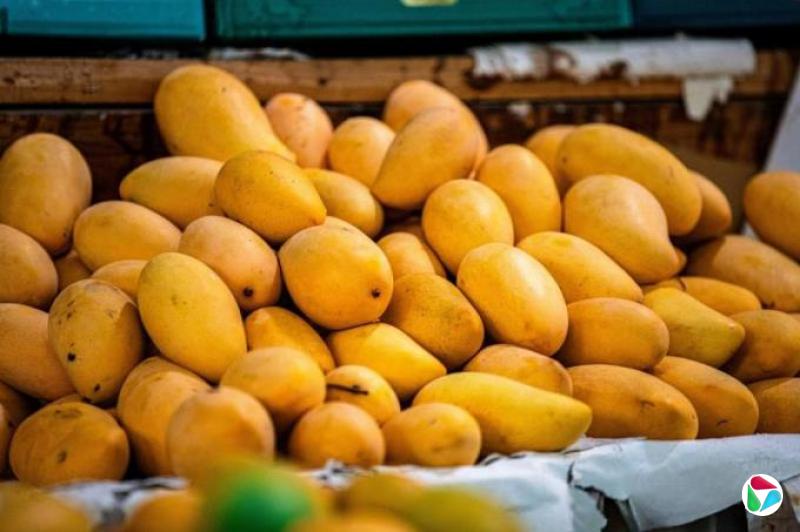 澳洲研究发现臭氧水可延长芒果保鲜期至两周