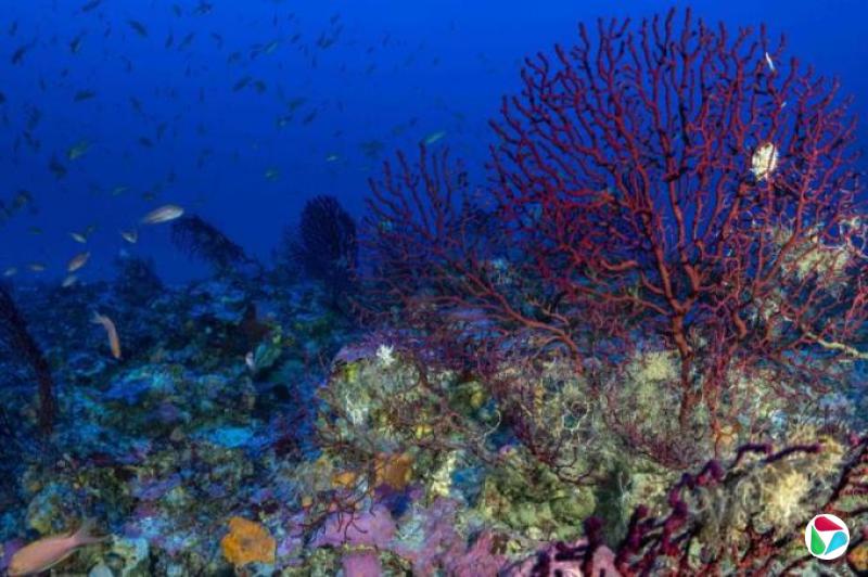 专家警告:深海采矿或酿成不可逆生态破坏