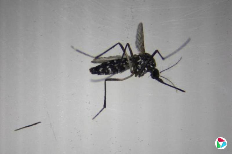 世卫专家提醒防范基孔肯雅热暴发